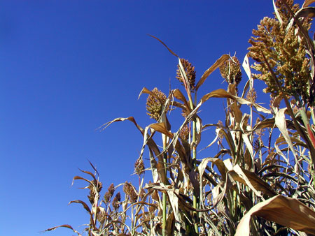 corn stalks