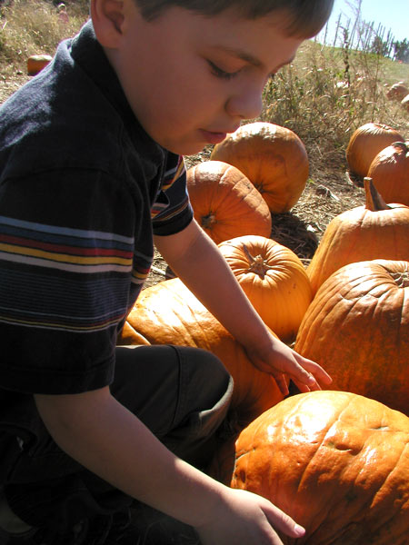 pumpkin selection is serious business