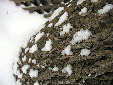 snowy bark