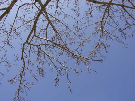 bare branches, sky