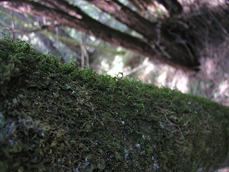 mossy tree at muir woods