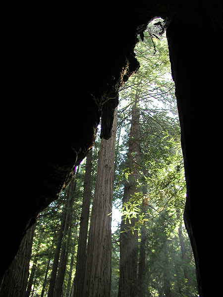 from inside an old tree