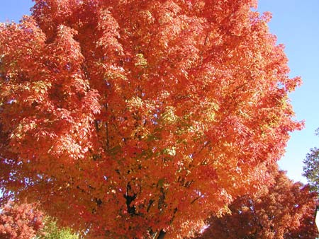 pretty leaves from last weekend, before they feel off the trees