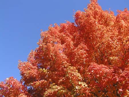 pretty leaves from last weekend, before they feel off the trees