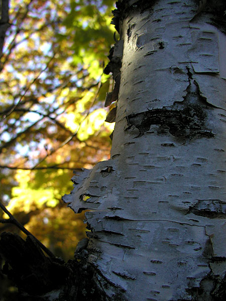 birch tree