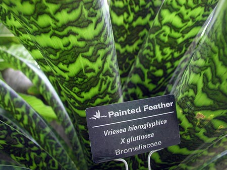 painted feather plant painted feather plant