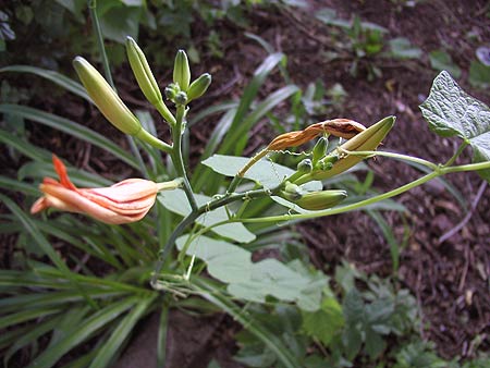 budding flowers