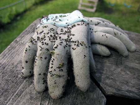 burr covered gardening gloves
