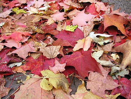 carpet of leaves carpet of leaves