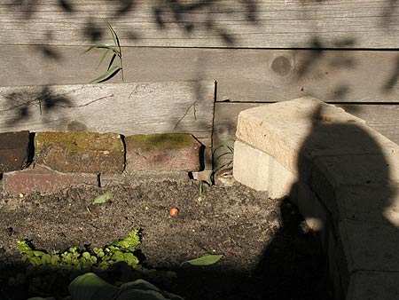 chipmunk and shadows