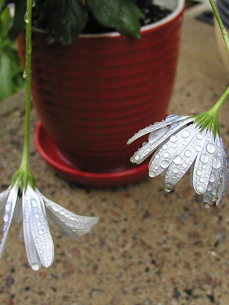 drenched daisies