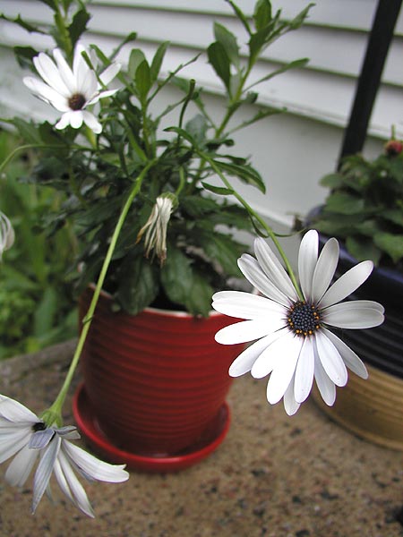 drier daisies