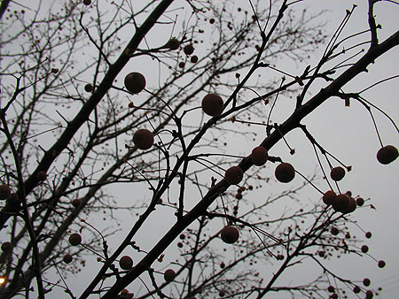 gloomy morning, pre-snow gloomy morning, pre-snow