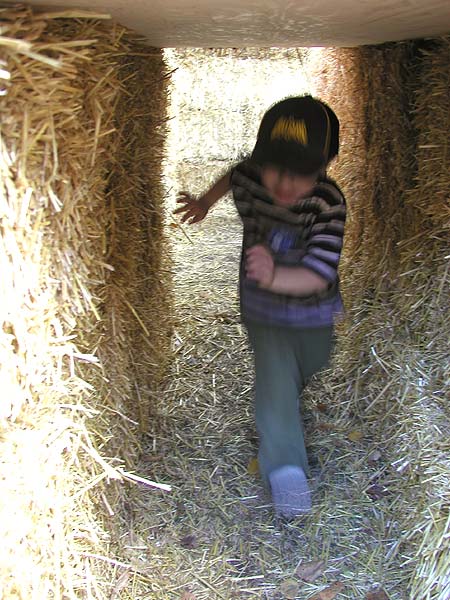amazing hay maze