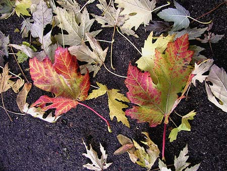 damp leaves stuck to a driveway