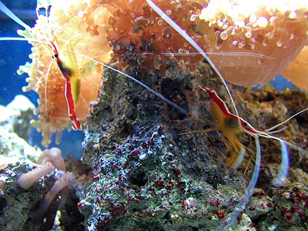 the life aquatic, in grandma's fish tank the life aquatic, in grandma's fish tank