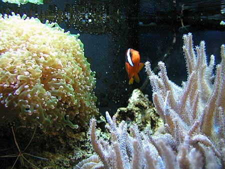 the life aquatic, in grandma's fish tank the life aquatic, in grandma's fish tank