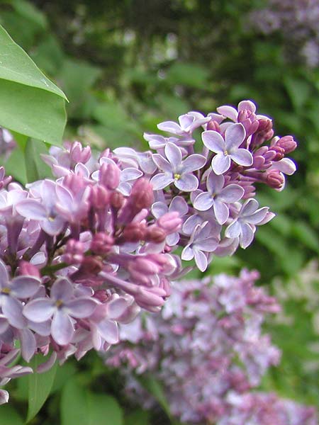 lilacs