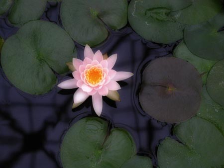 lotus flower