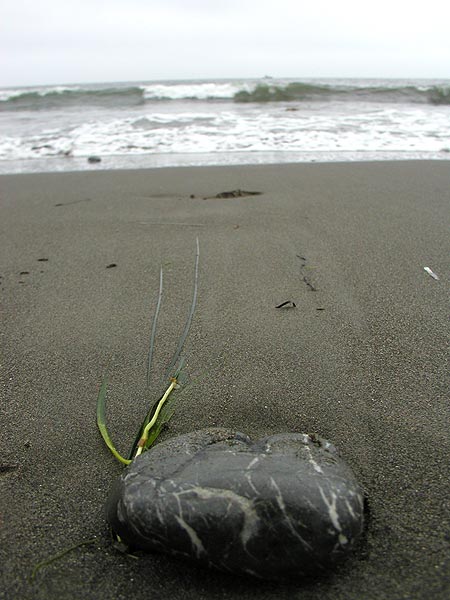 rock on Muir Beach