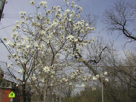 pretty flowering trees