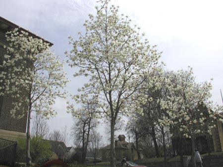 pretty flowering trees