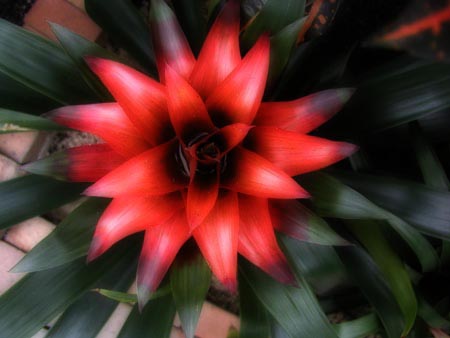 red flower