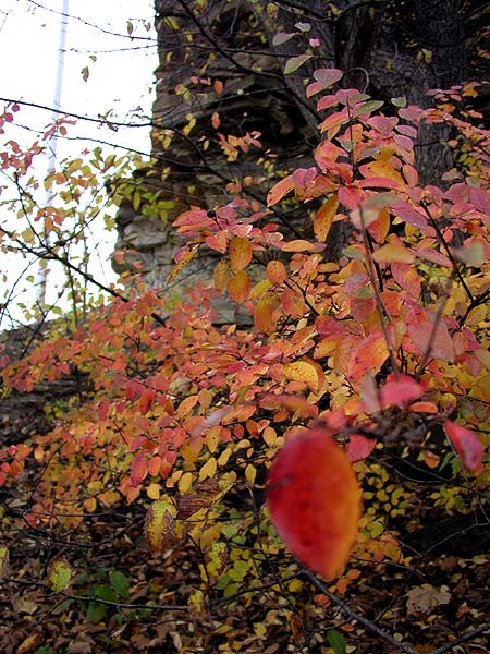 red red leaves clinging to the cliffside
