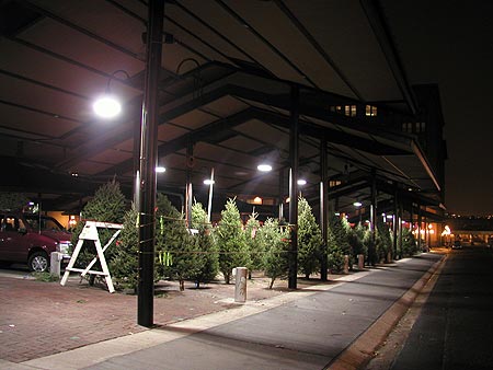 sad little trees for sale sad little trees for sale