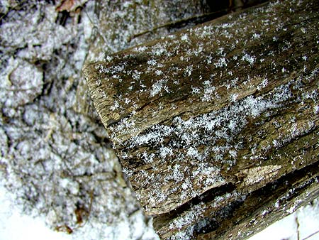 snowflakes on log