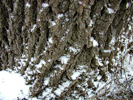 snowflakes on tree