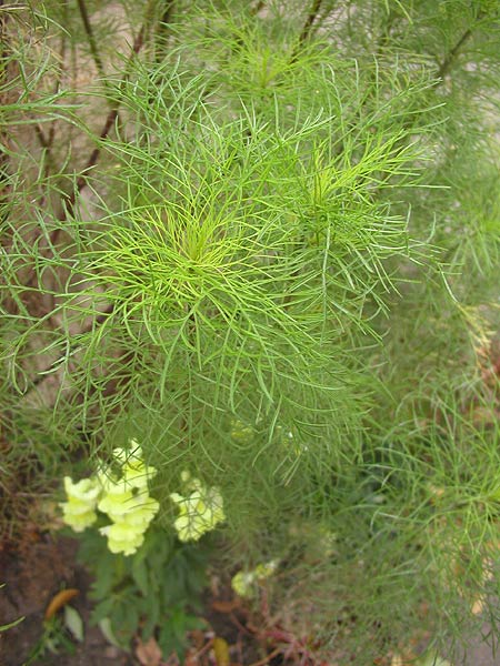 spiky green plant