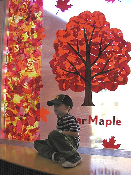 sugar maple decoupage