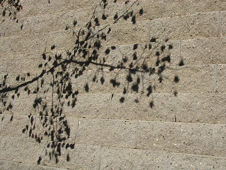 shadow of treebranch