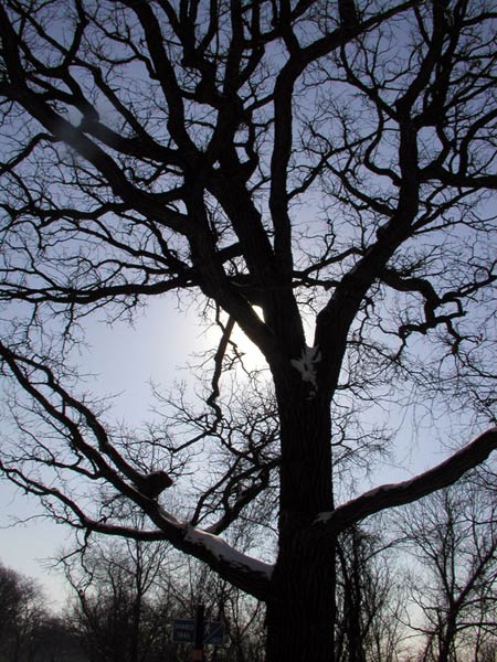 twisty tree