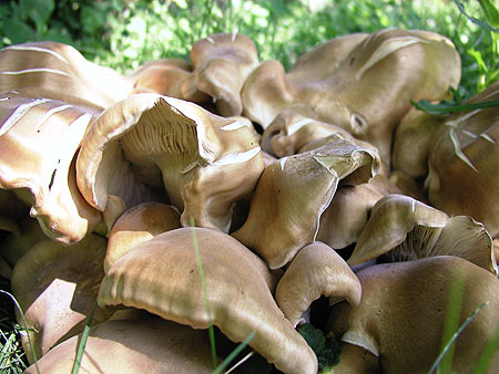 creepy undulating mushroom mass in backyard