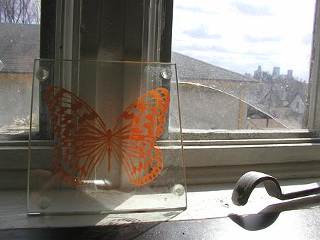 butterfly, with downtown minneapolis in the background